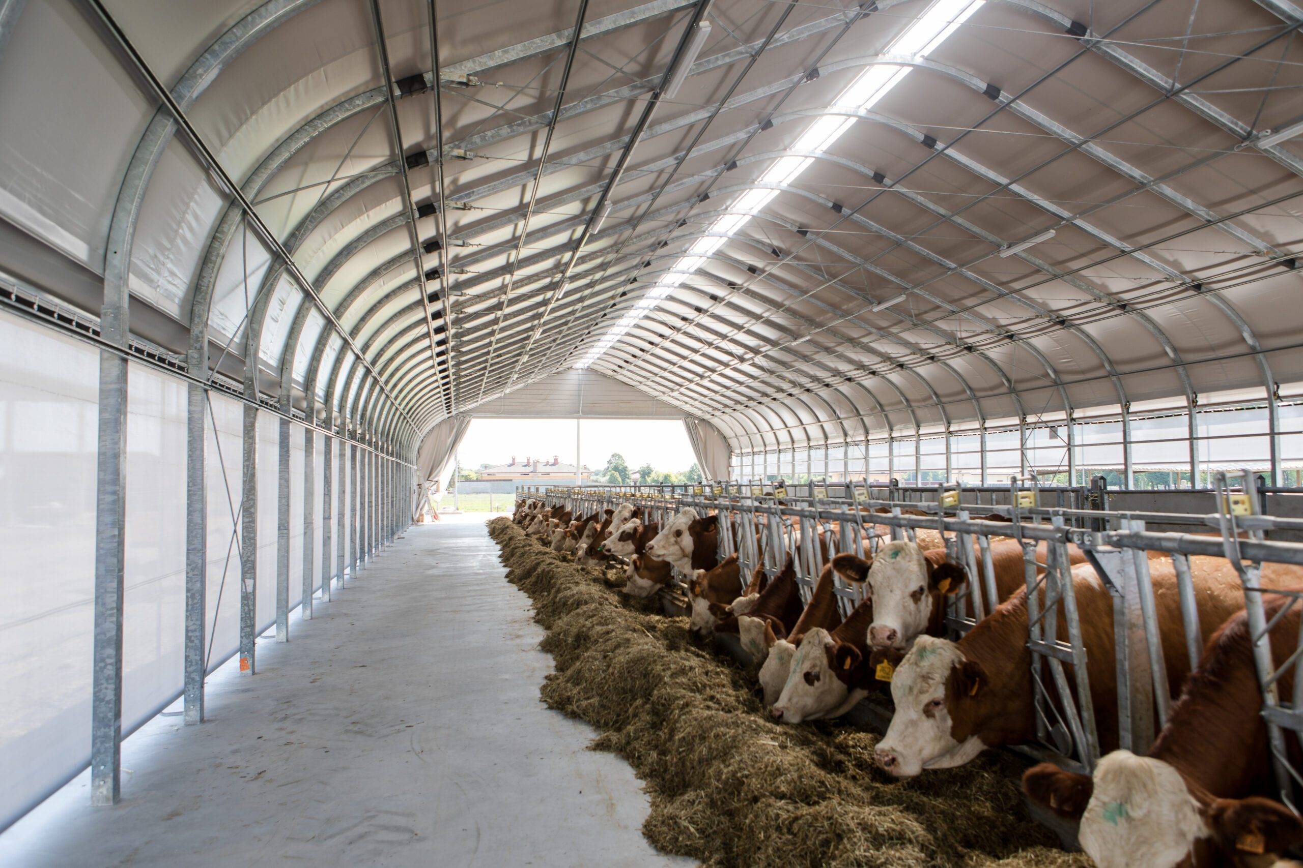 Grajd Smart Force Farm cu pereți laterali tip cortină pentru ventilație naturală reglabilă