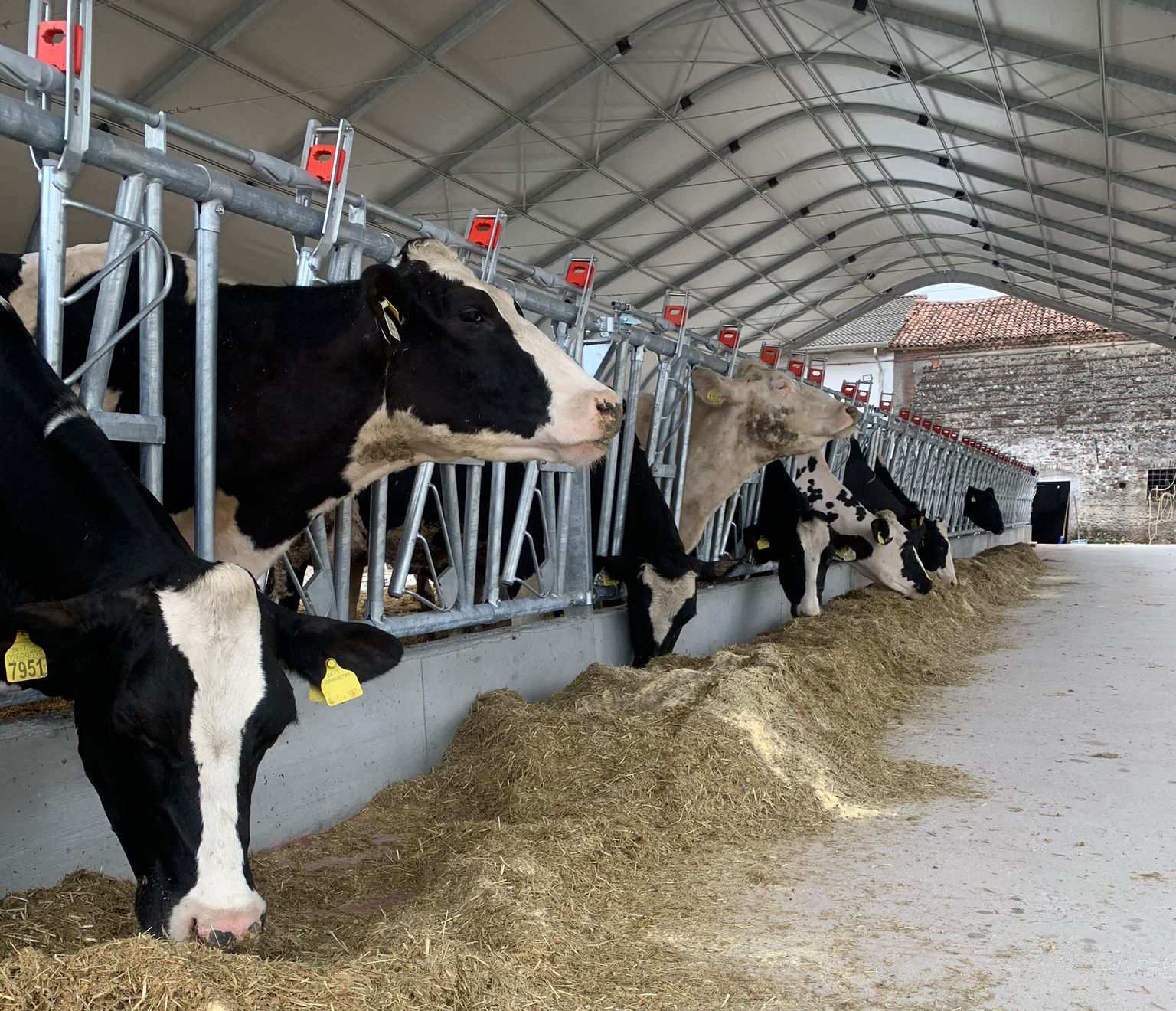 Bovine la sistemul de furajare dintr-un grajd Smart Force Farm, DUEA AgriZooTech