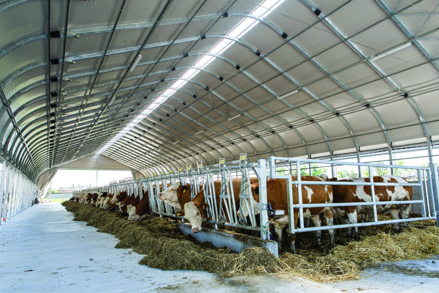 Interior grajd Smart Farm cu bovine la furajare, structură DUEA AgriZooTech