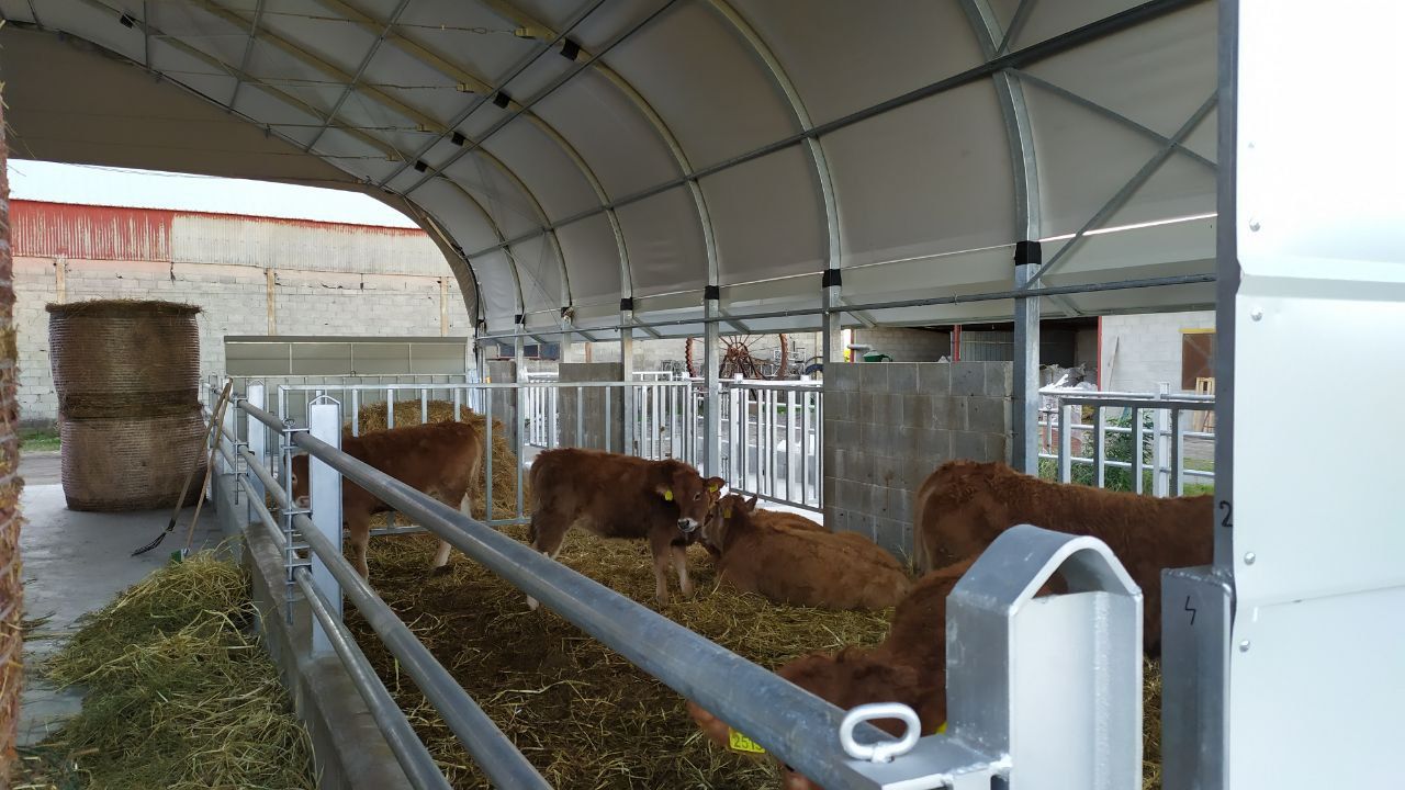 Bovine odihnindu-se pe așternut de paie într-un grajd Smart Force Farm