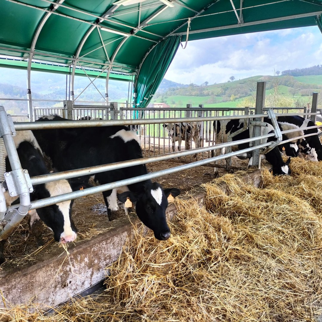 Echipamente zootehnice pentru grajduri bovine DUEA