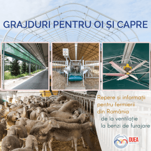 Grajduri pentru oi și capre: repere și informații pentru fermieri