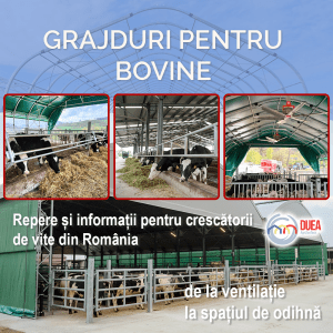 Grajduri pentru vaci: Repere de bază pentru crescătorii de vaci