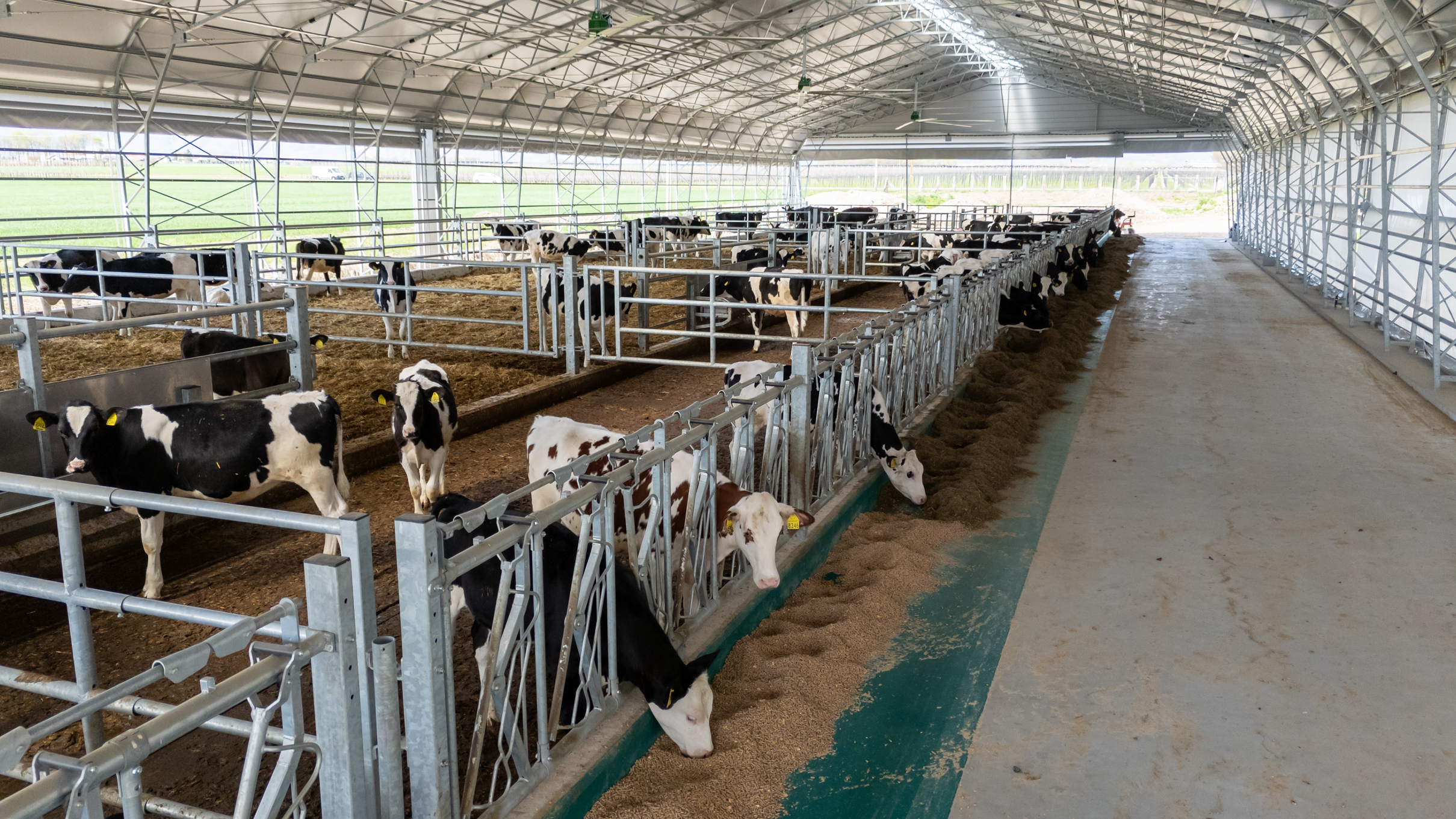 Interior grajd Smart Force Farm cu bovine, DUEA AgriZooTech
