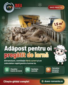 Adăpost pentru oi: dimensiuni, ventilație și model practic înainte de iarnă